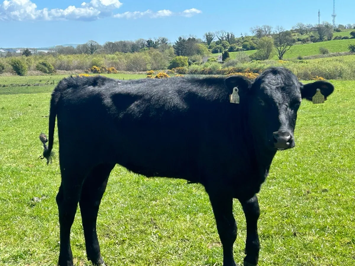 Yearling Heifers (€14,400) - Image 4