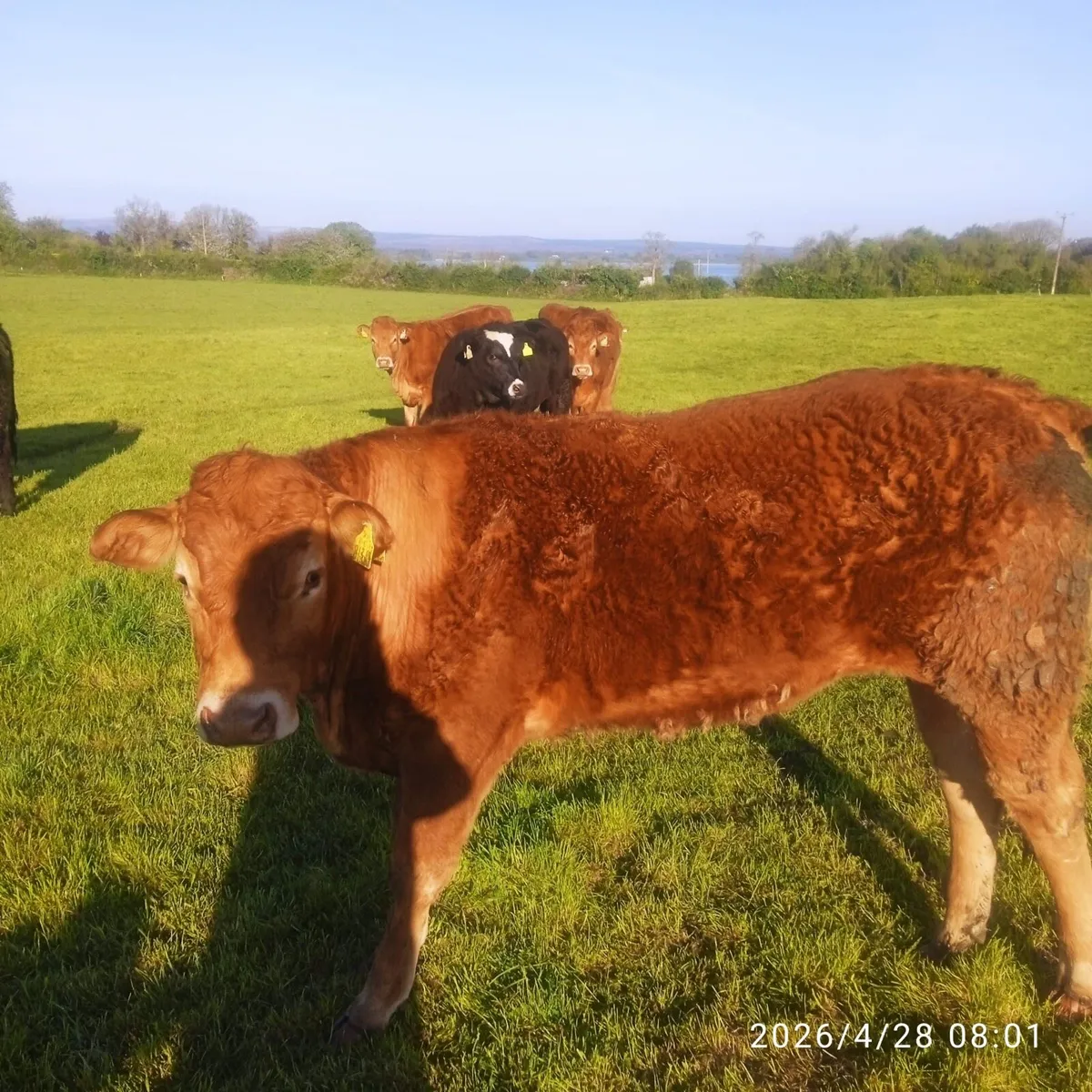 ✨Organic Bullocks ✨ - Image 1