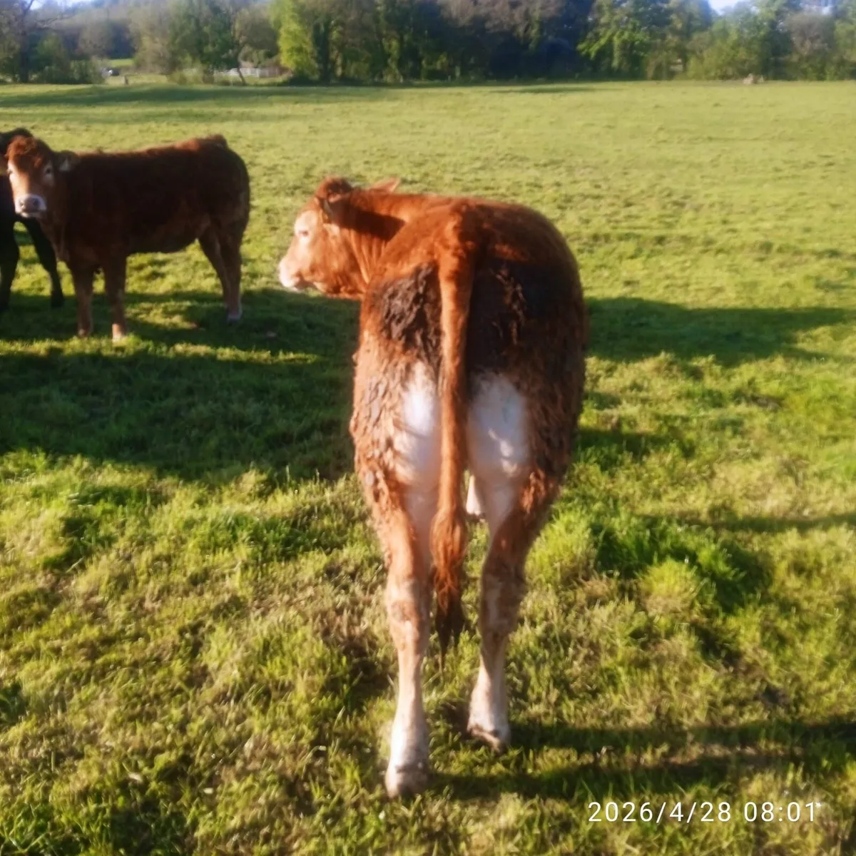 ✨Organic Bullocks ✨ - Image 2