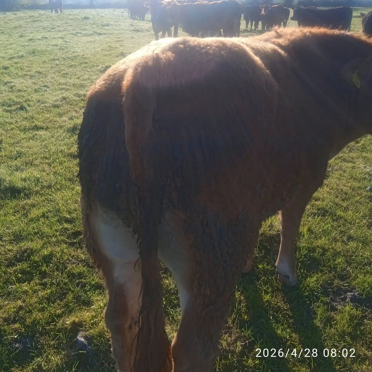 ✨Organic Bullocks ✨ - Image 3