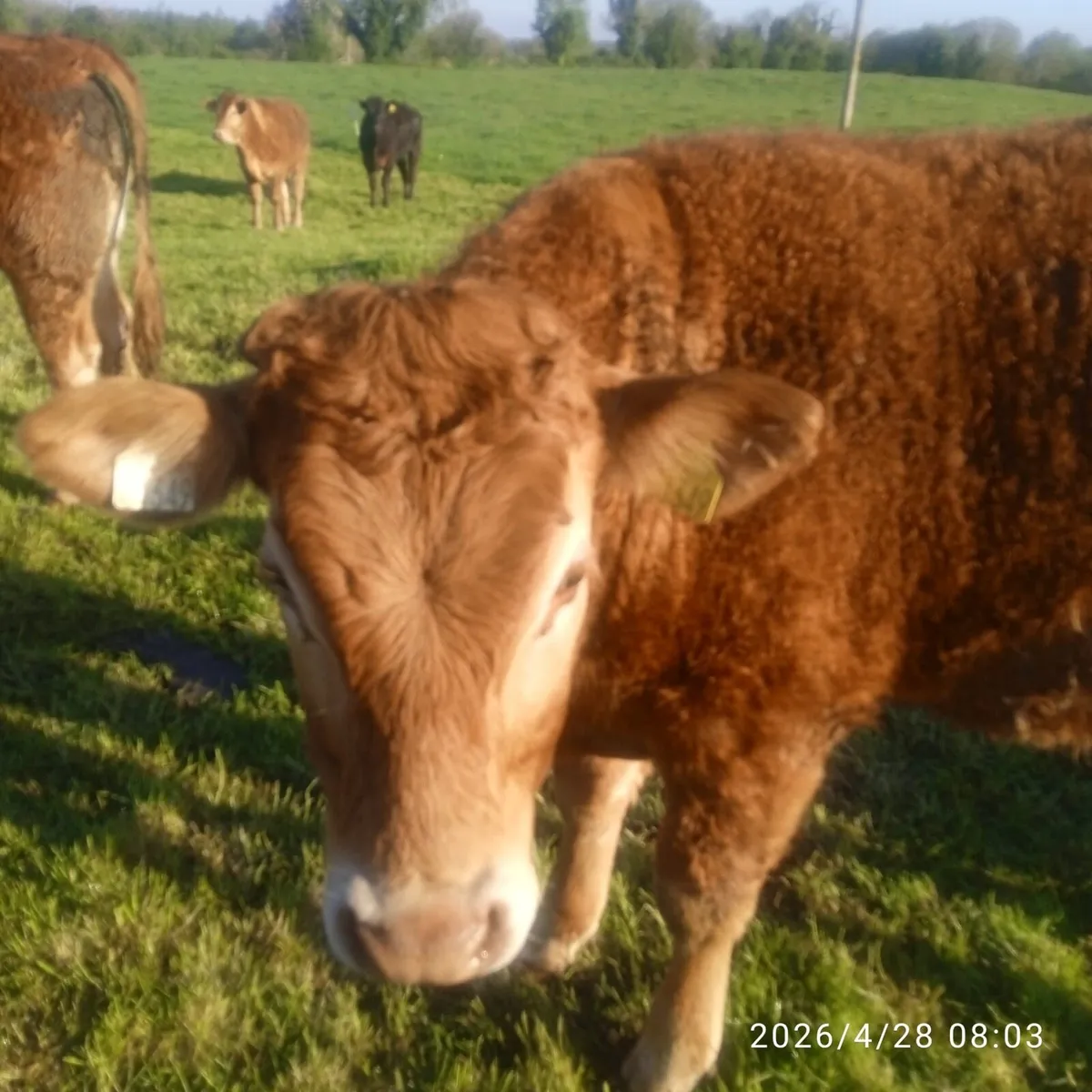 ✨Organic Bullocks ✨ - Image 4