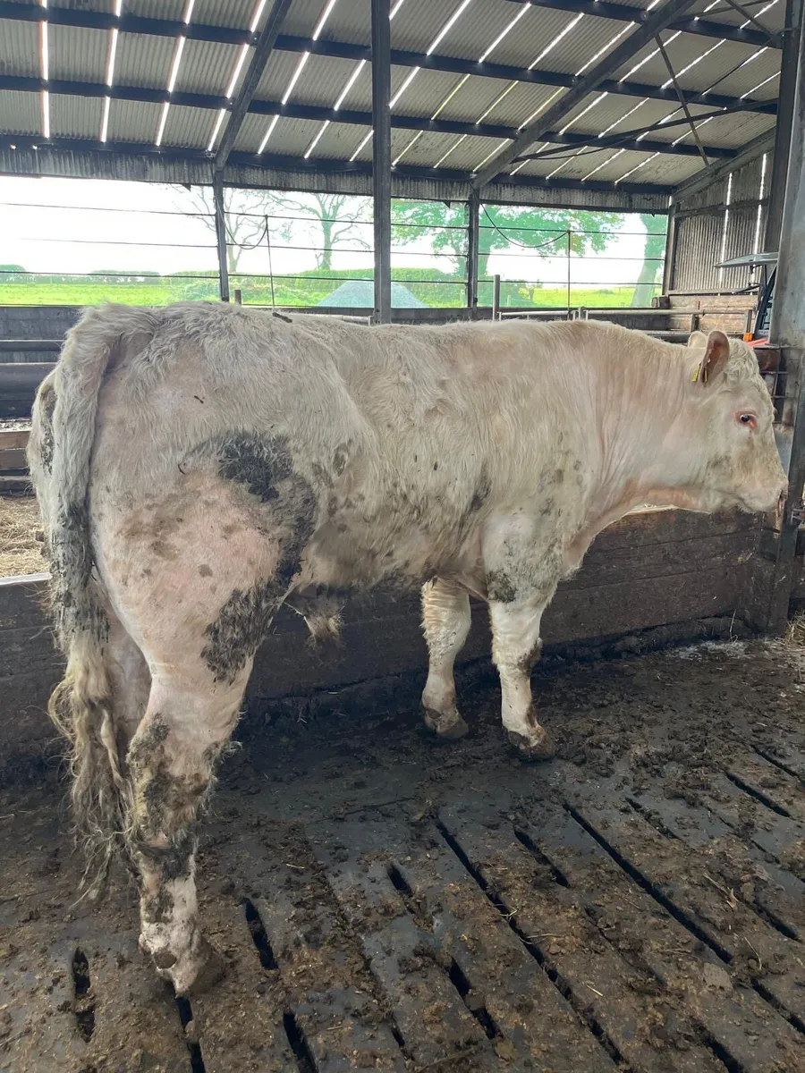 Ch bull - Image 2