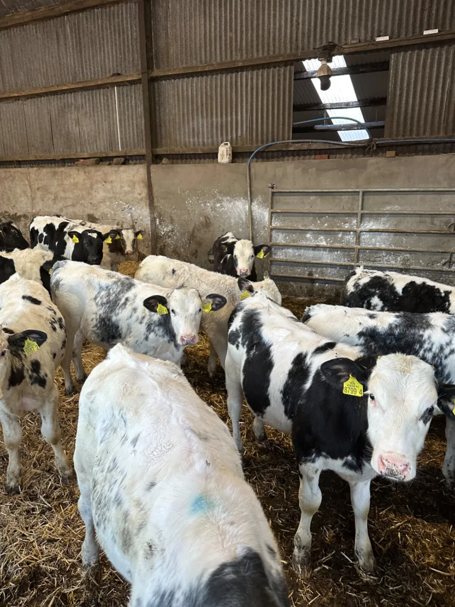 Blue bulls - Image 1