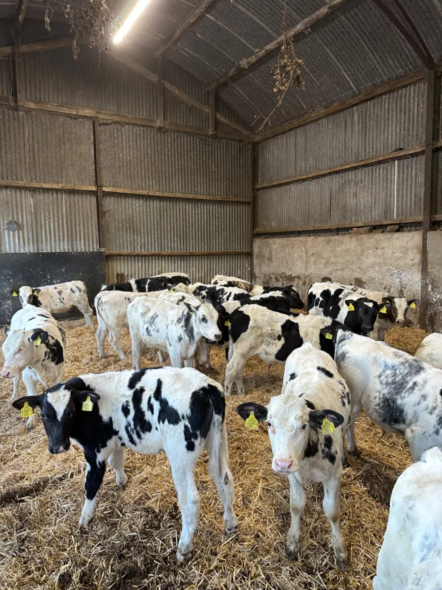 Blue bulls - Image 2