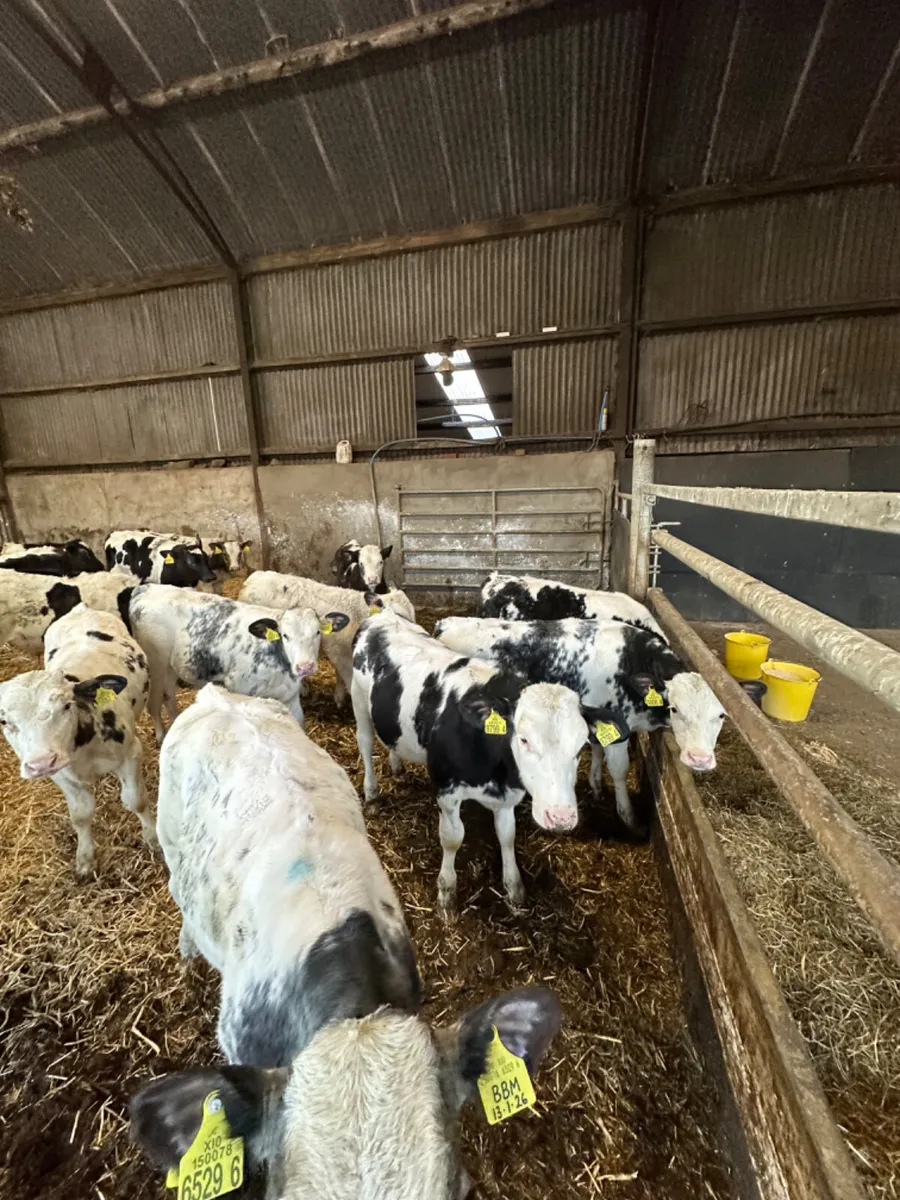 Blue bulls - Image 4