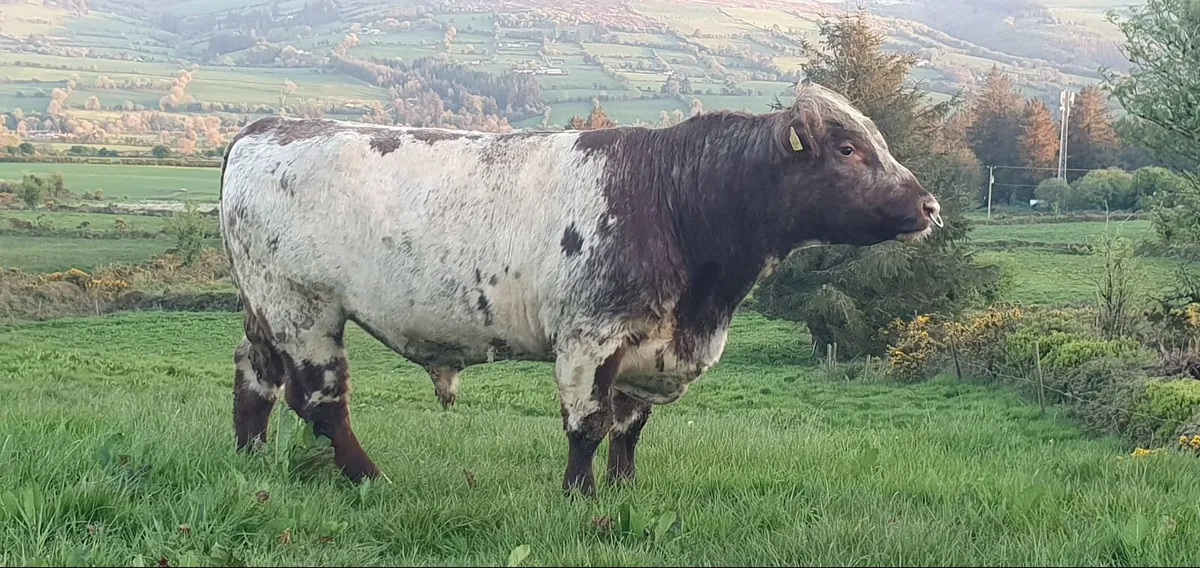 Shorthorn Bulls - Image 1