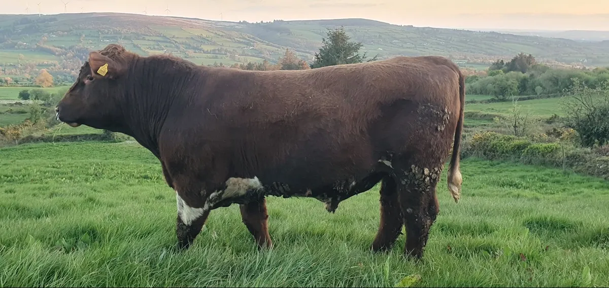 Shorthorn Bulls - Image 2