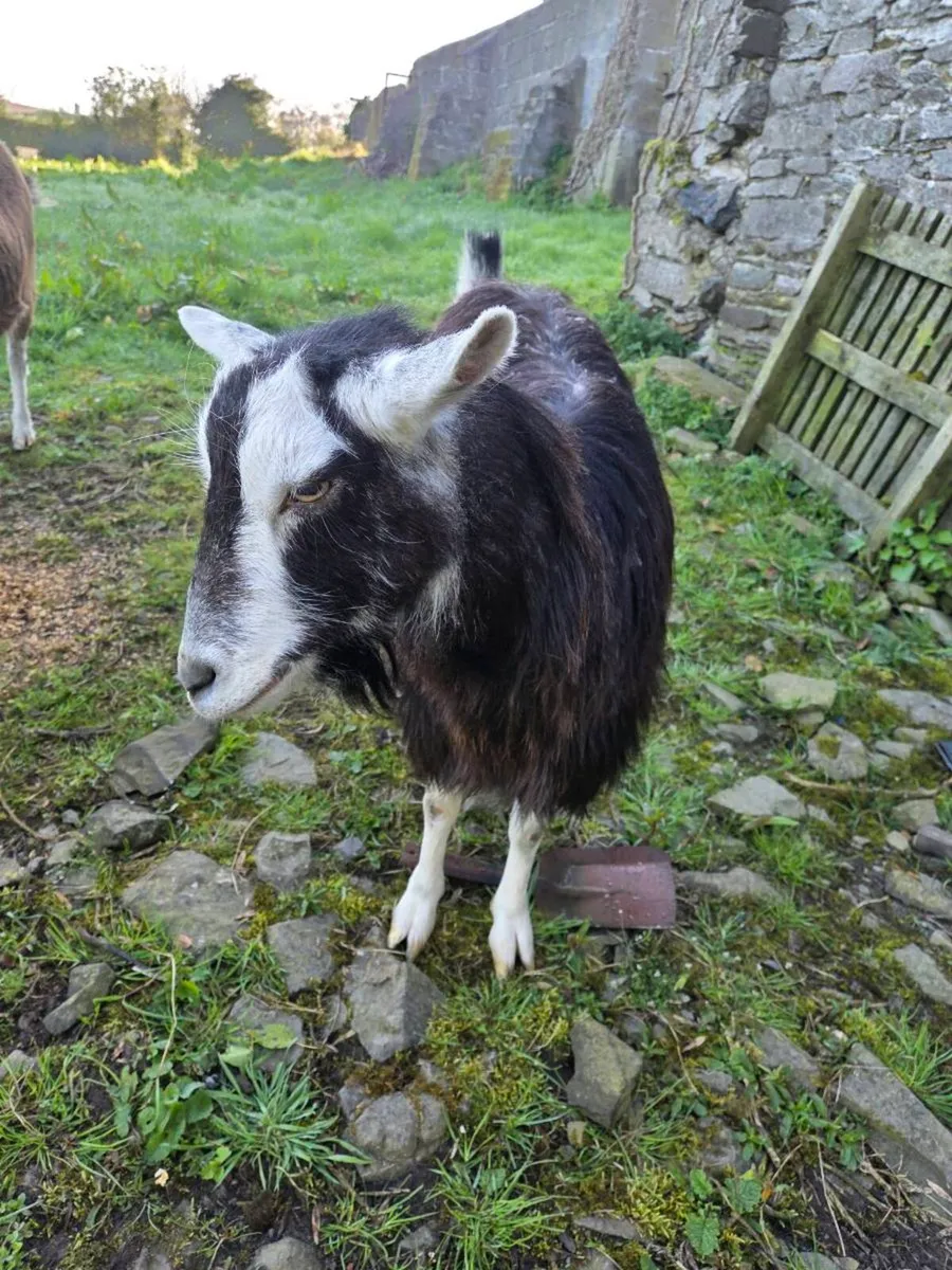 Pet goats for sale - Image 1