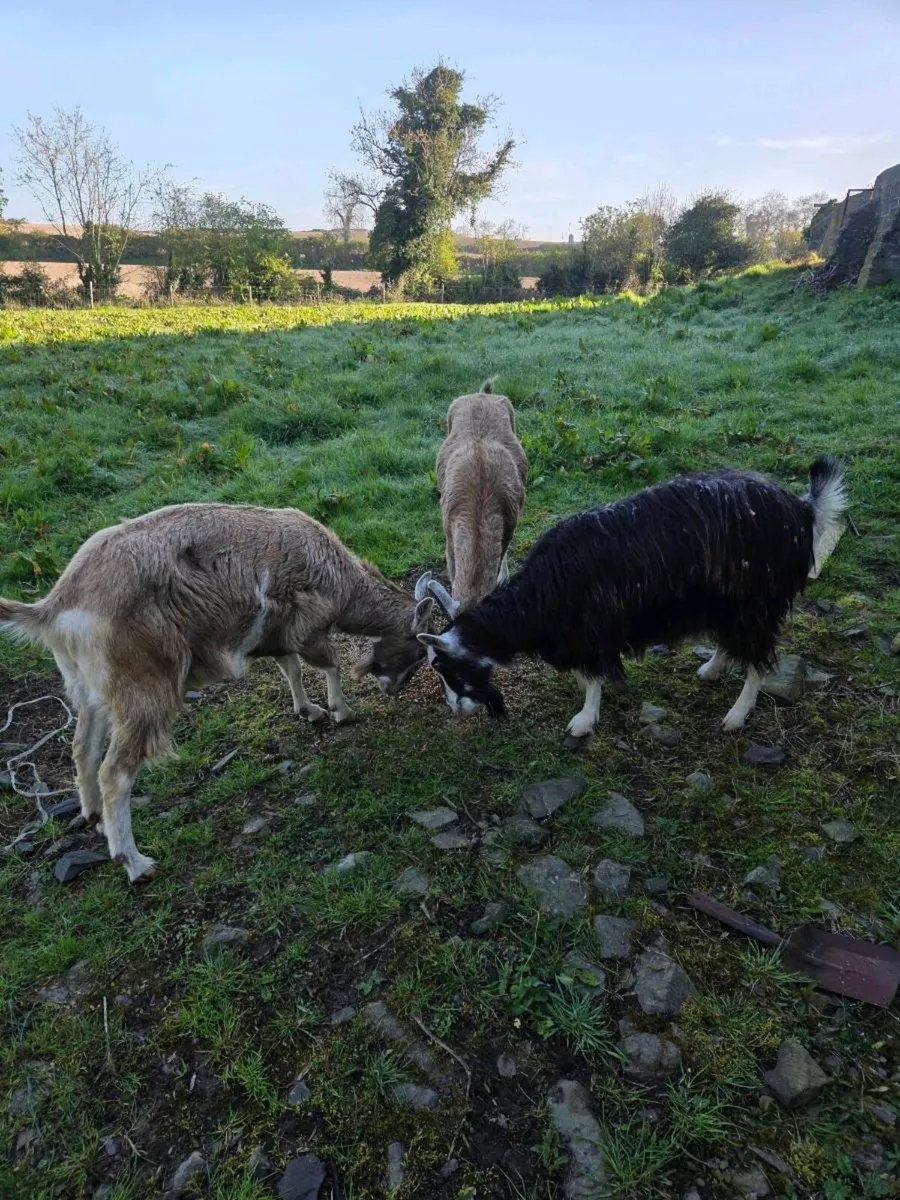 Pet goats for sale - Image 2