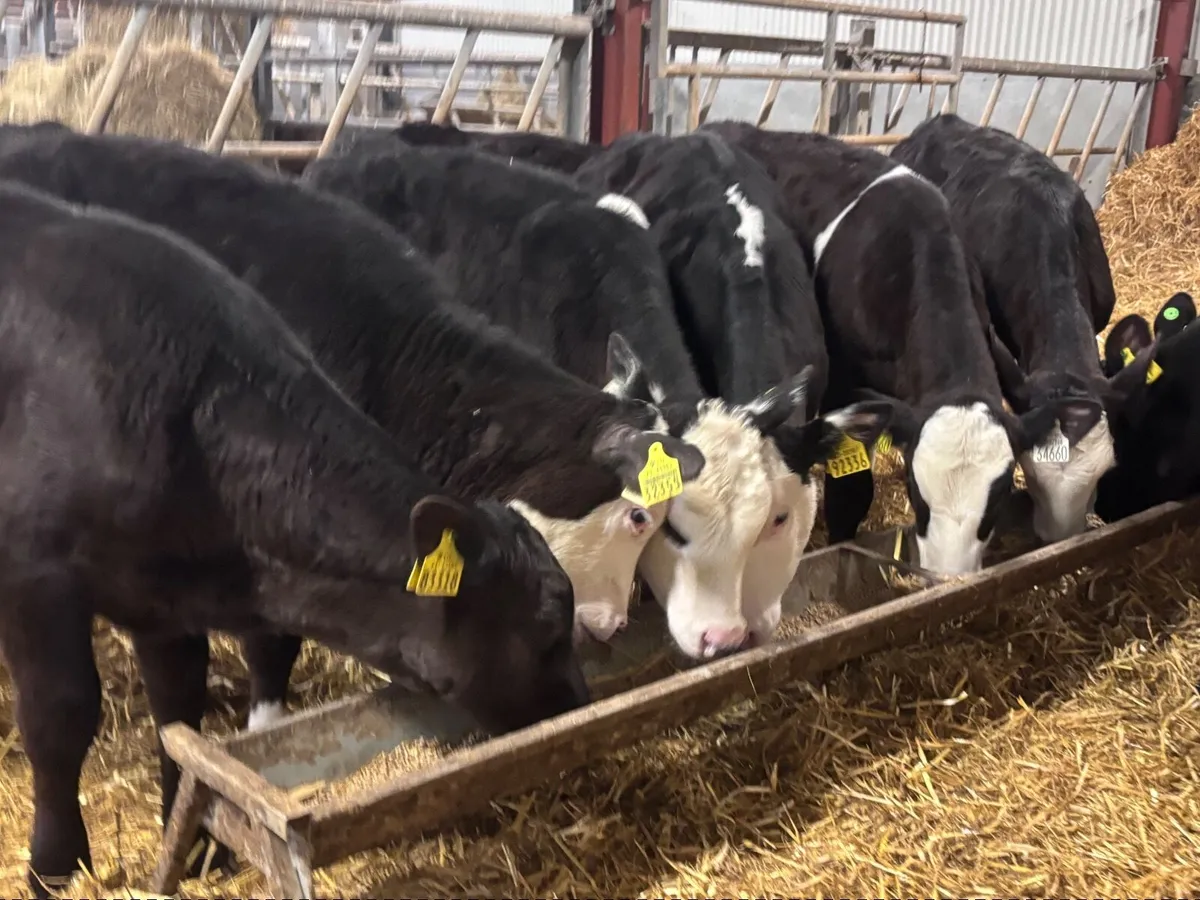 7 grass calves for sale - Image 2