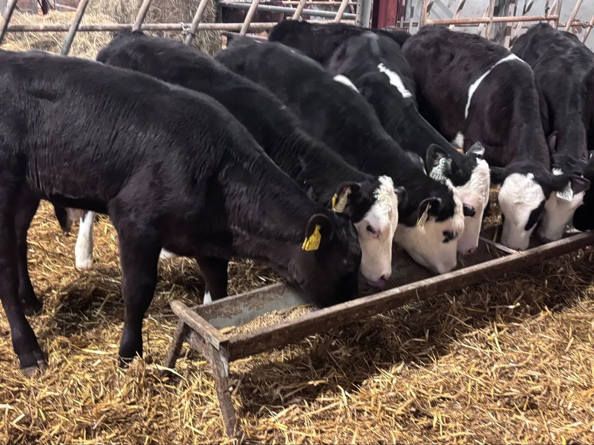 7 grass calves for sale - Image 3