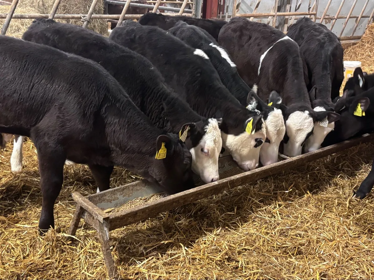 7 grass calves for sale - Image 1