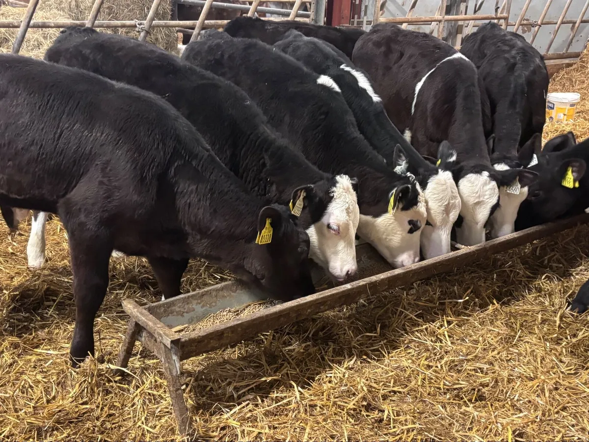 7 grass calves for sale - Image 4