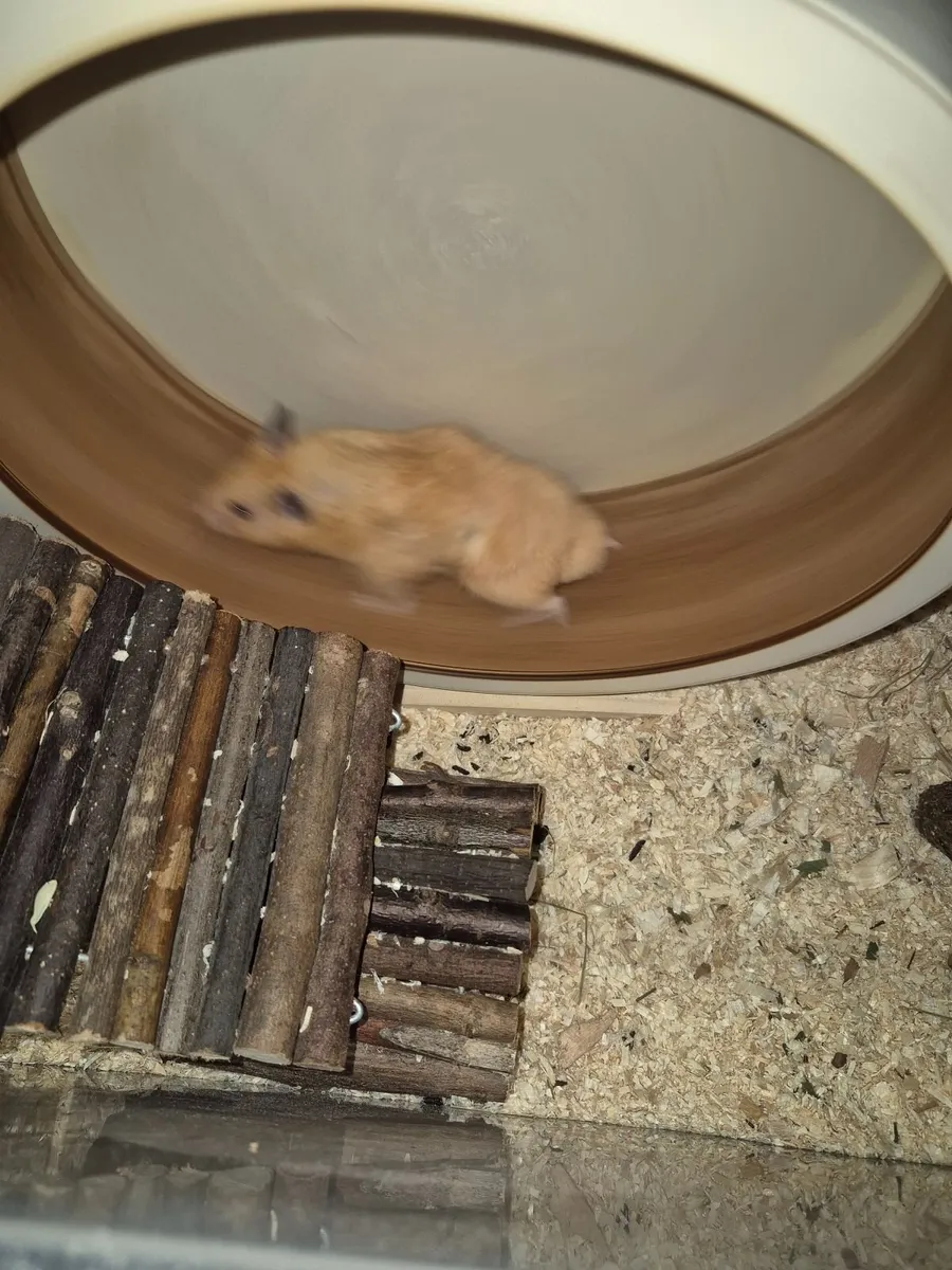 Hamster - Image 1