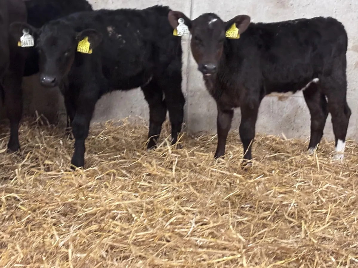 6 reared Angus calves for sale @€585 - Image 2
