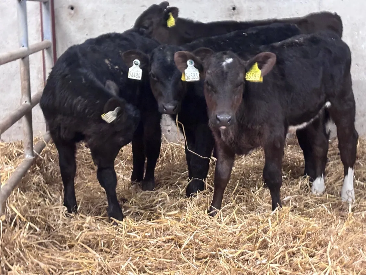 6 reared Angus calves for sale @€585 - Image 3
