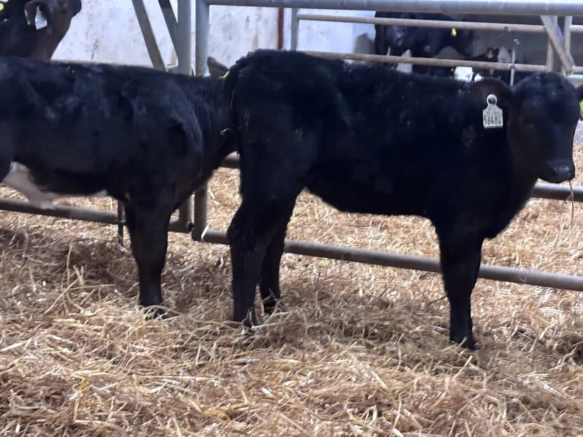 6 reared Angus calves for sale @€585 - Image 4