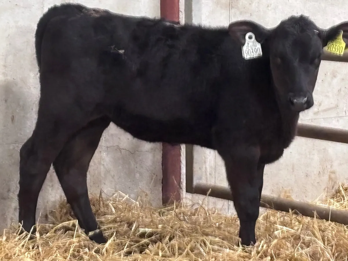 6 reared Angus calves for sale @€585 - Image 1