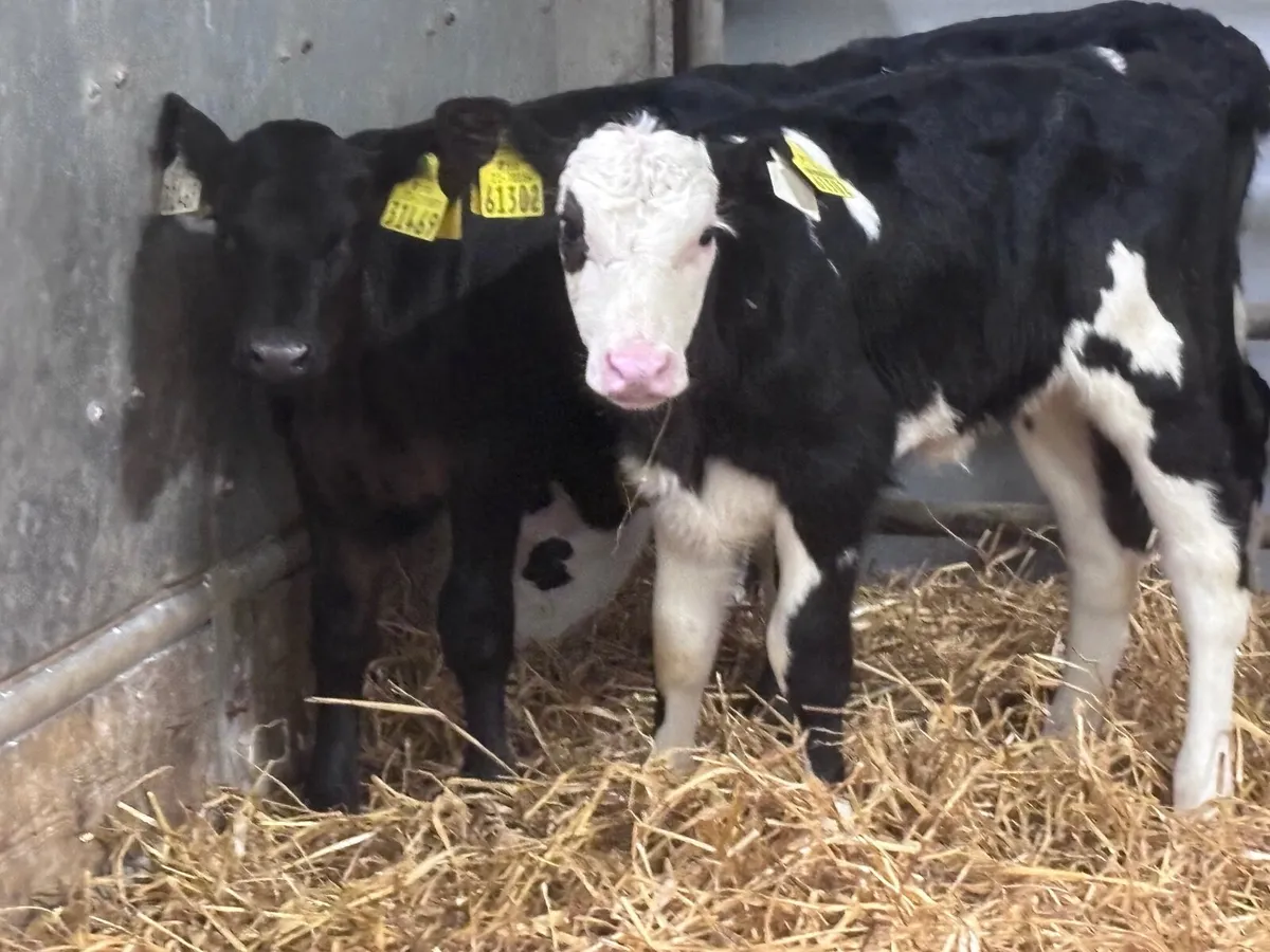 10 Hereford & Angus calves for sale - Image 2