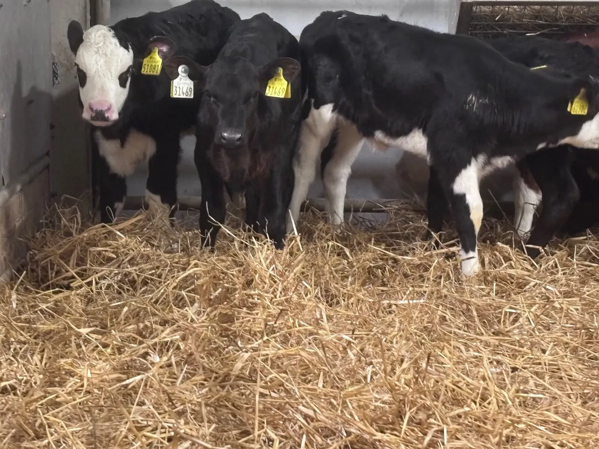 10 Hereford & Angus calves for sale - Image 1