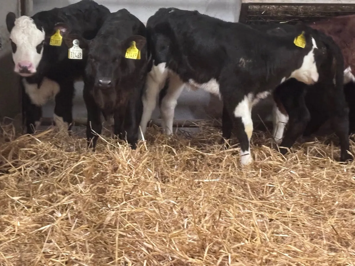 10 Hereford & Angus calves for sale - Image 3