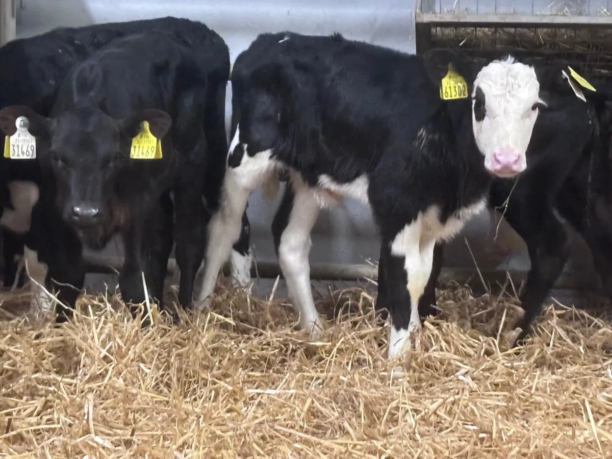 10 Hereford & Angus calves for sale - Image 4