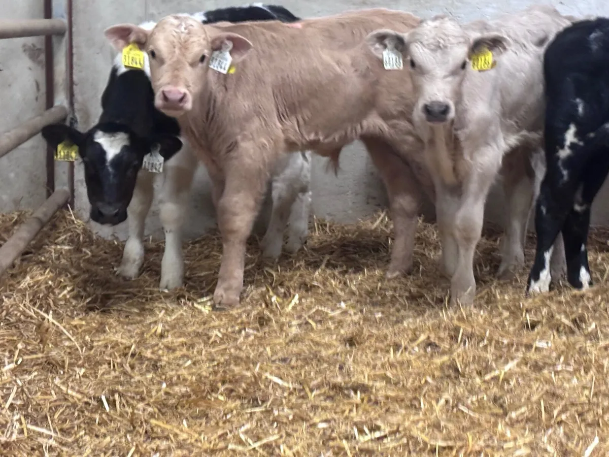 5 continental bull calves for sale @€495 - Image 4