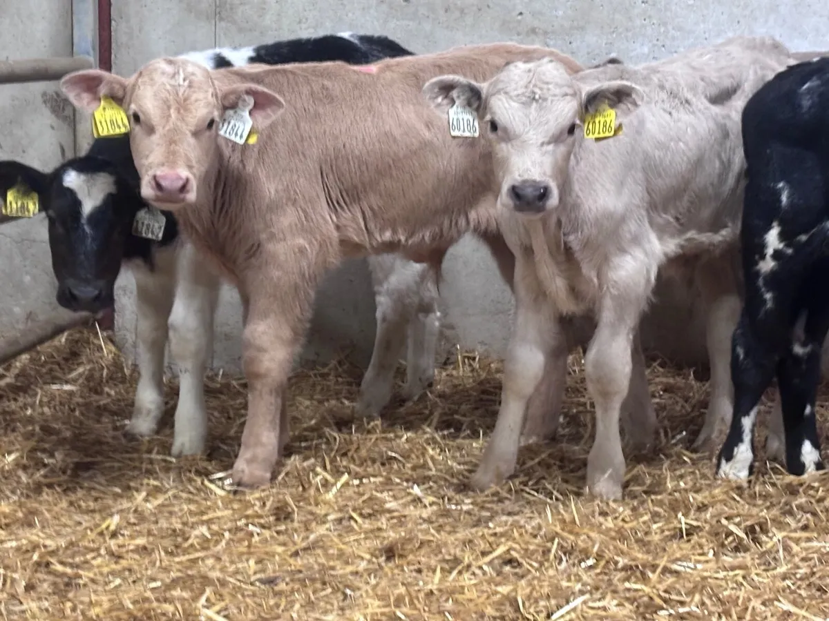5 continental bull calves for sale @€495 - Image 2