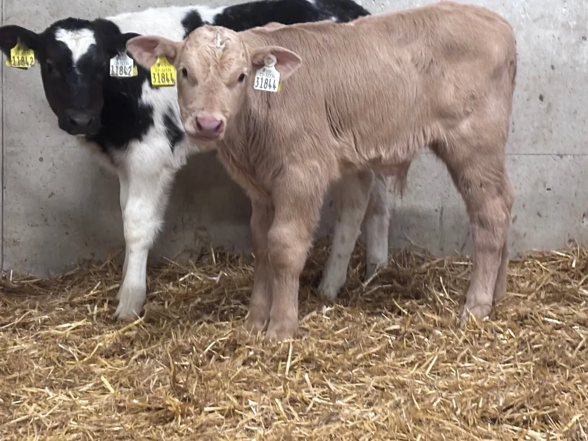 5 continental bull calves for sale @€495 - Image 1