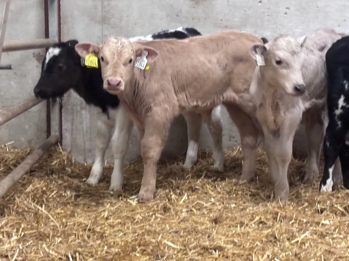 5 continental bull calves for sale @€495 - Image 3