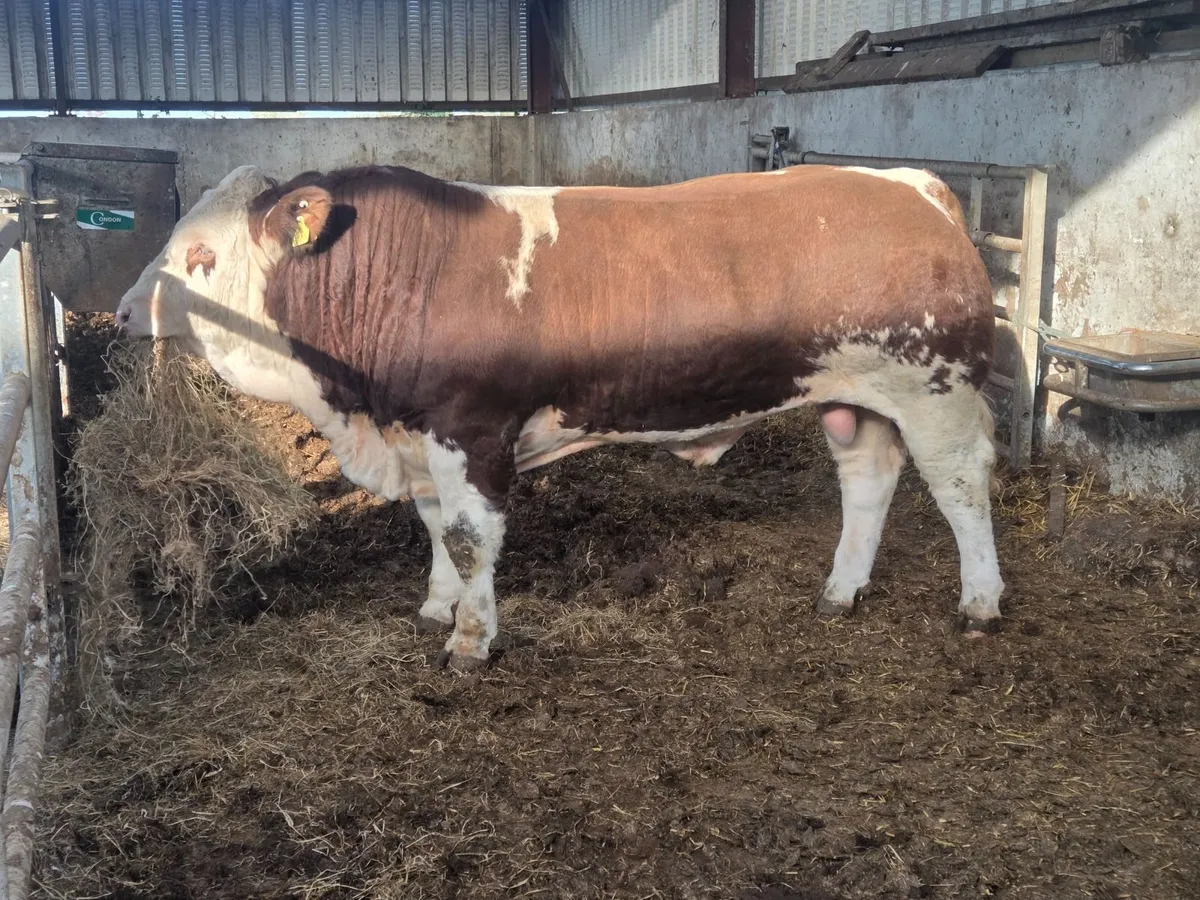 PBR simmental bull - Image 1