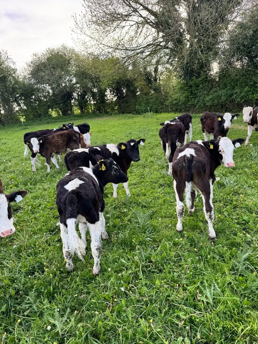 Weanling bulls - Image 1