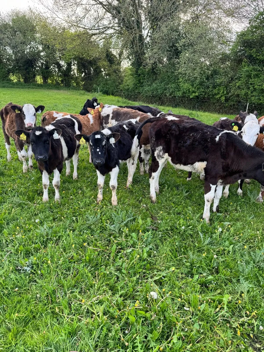 Weanling bulls - Image 2