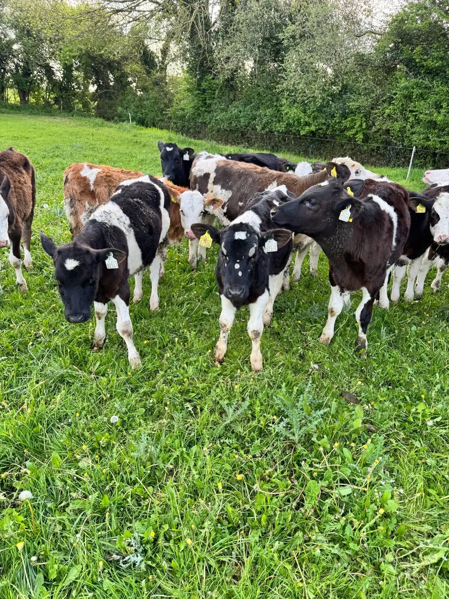 Weanling bulls - Image 3