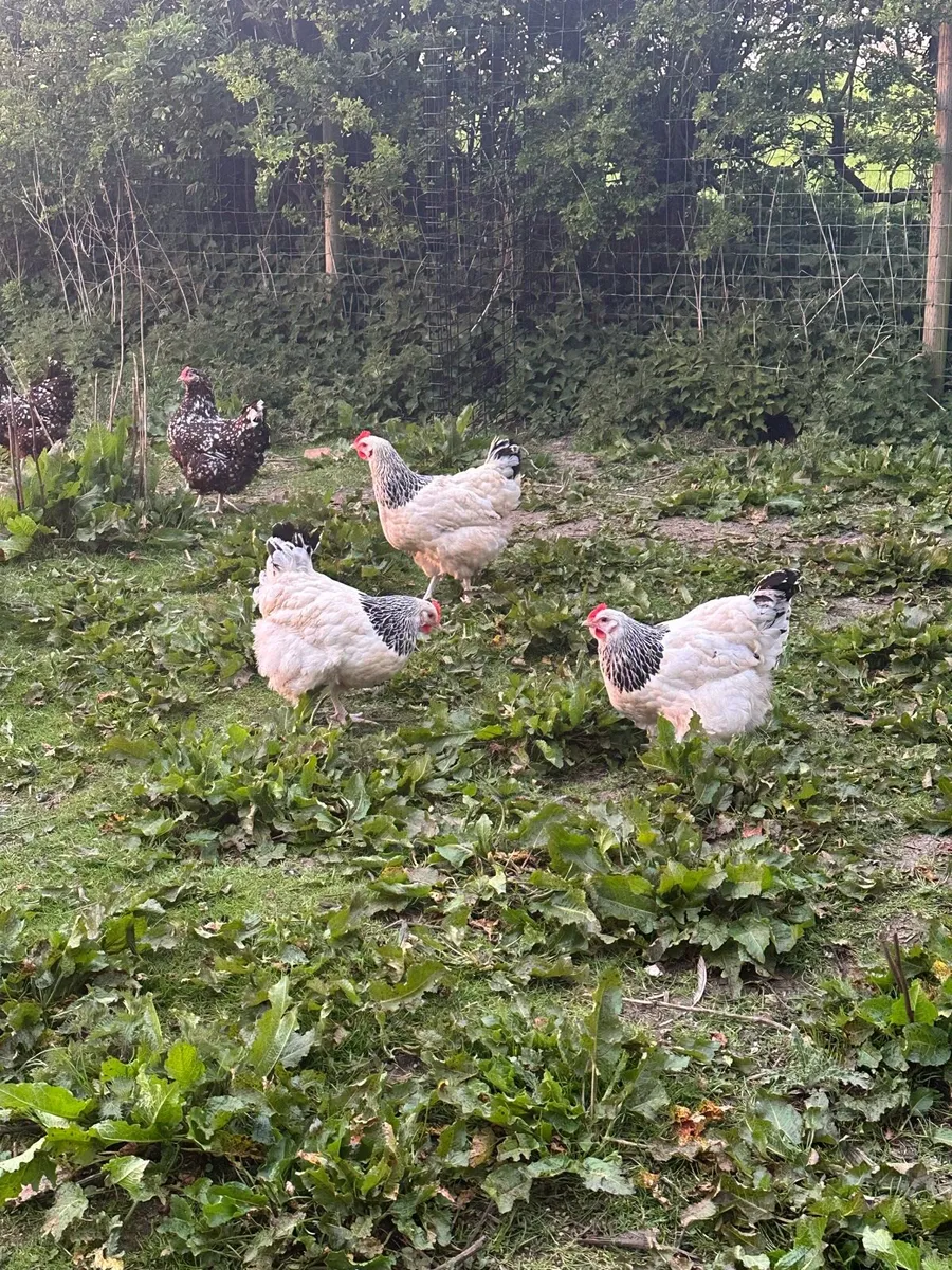 LF Light Sussex Pullets and Roosters - Image 1