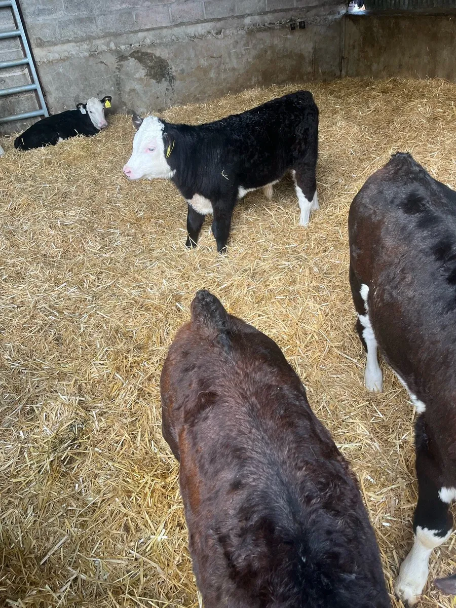 Hereford calves - Image 3