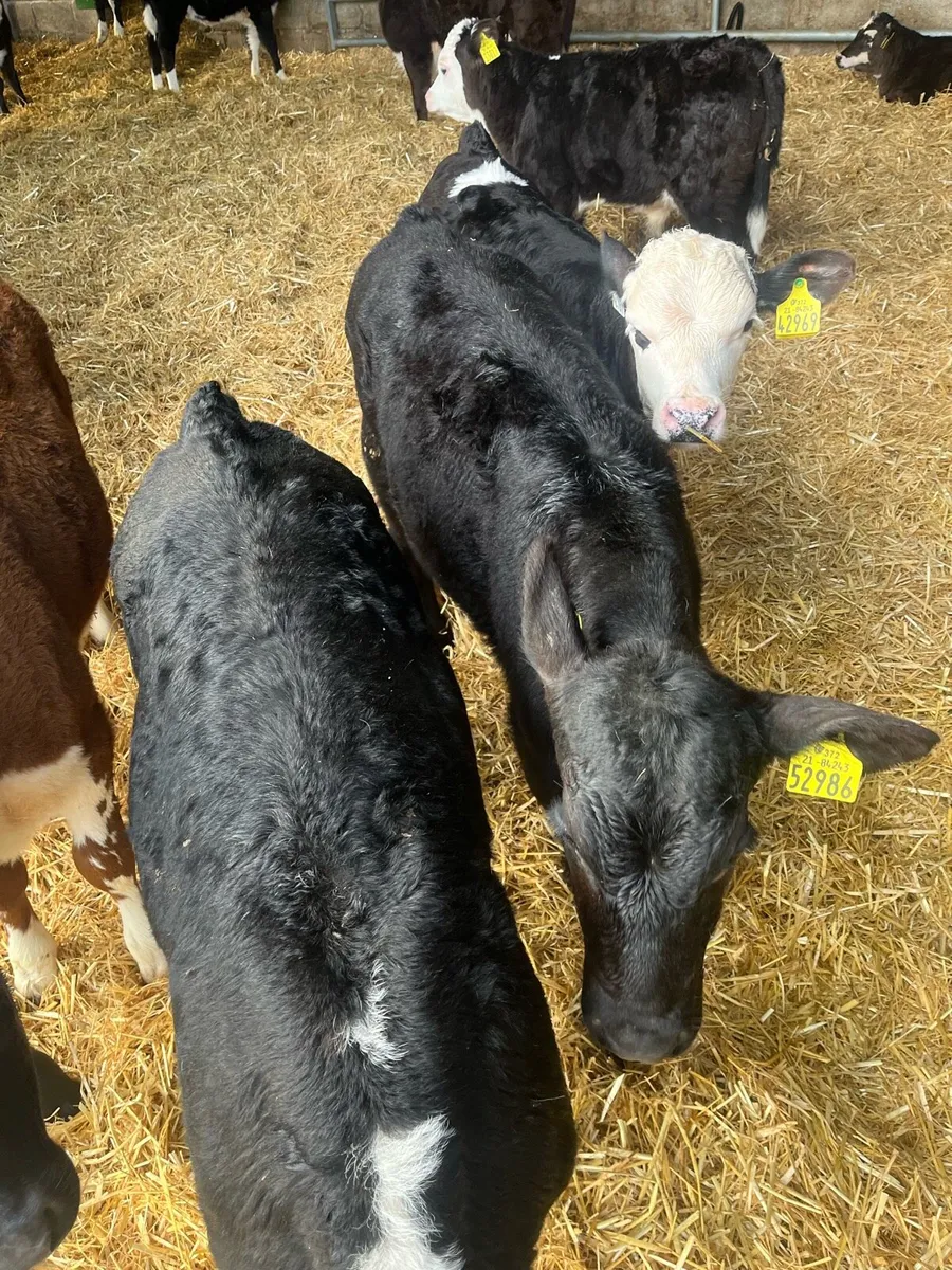 Hereford calves - Image 4