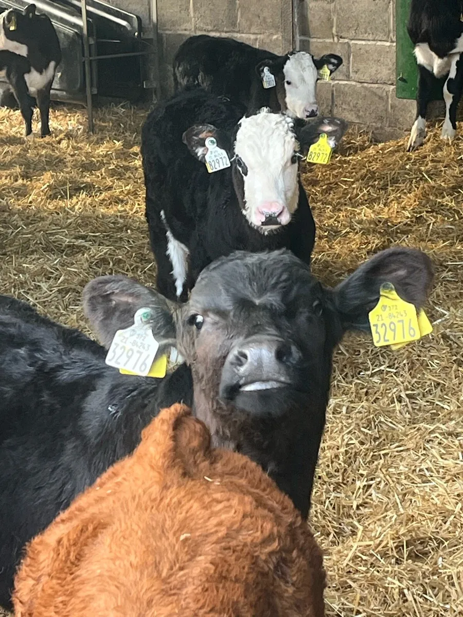 Hereford calves - Image 2