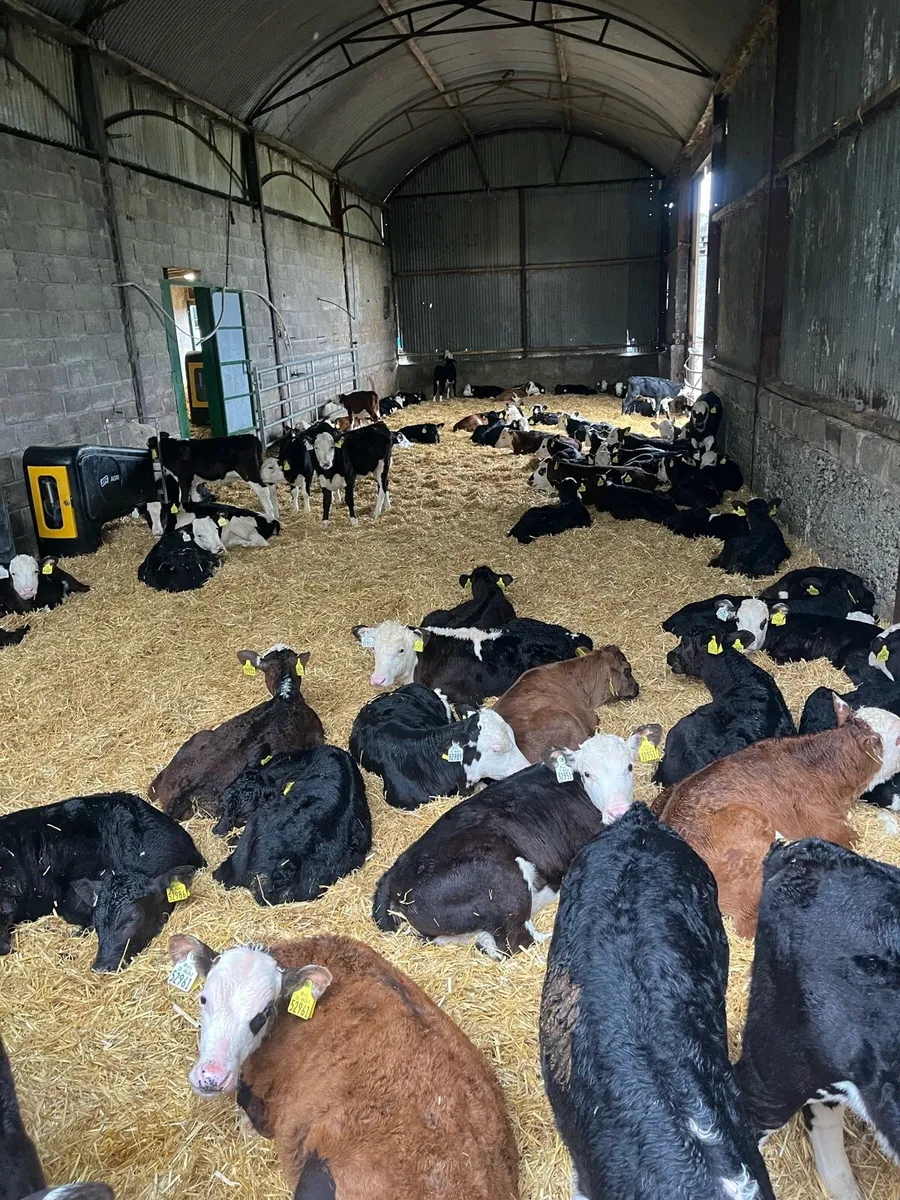 Hereford calves - Image 1