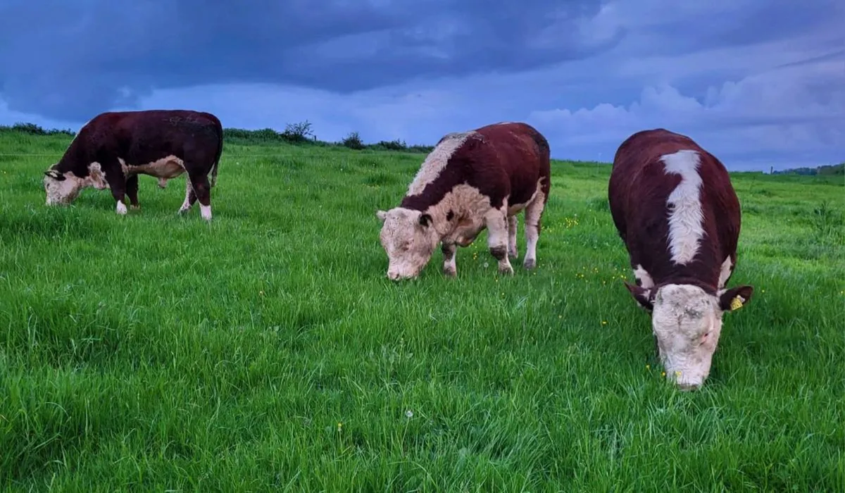PBR Hereford Bulls - Image 2