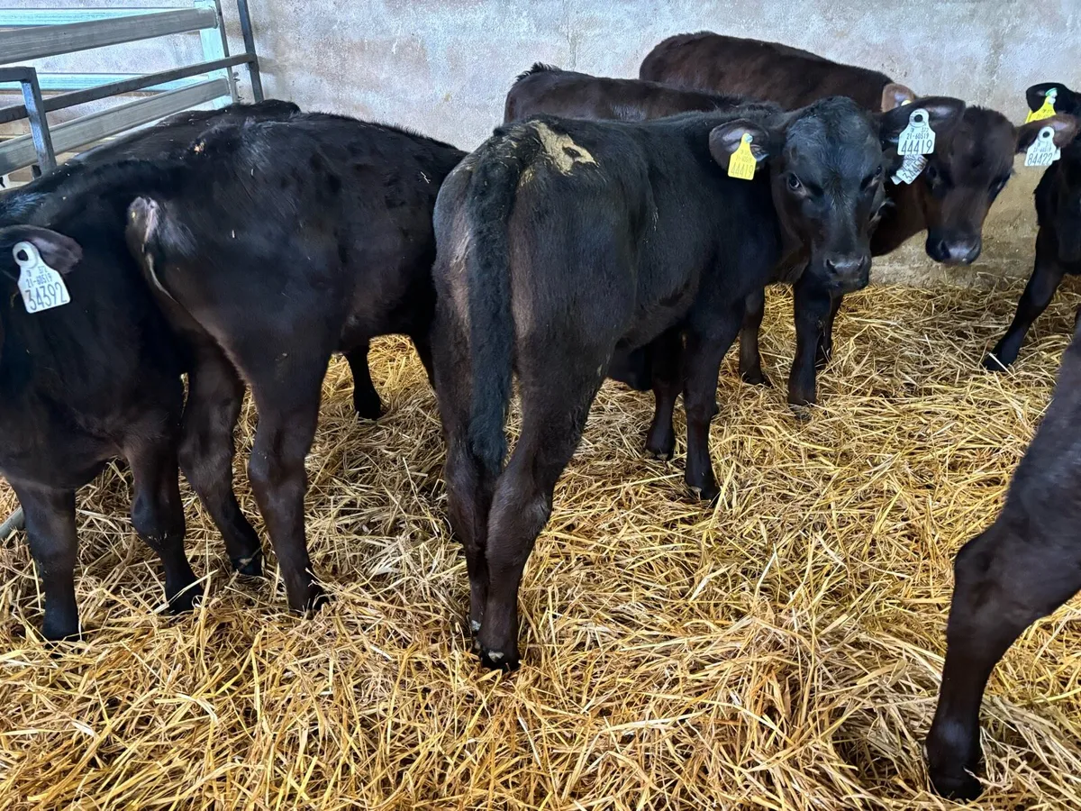 Aberdeen Angus Calves - Image 2