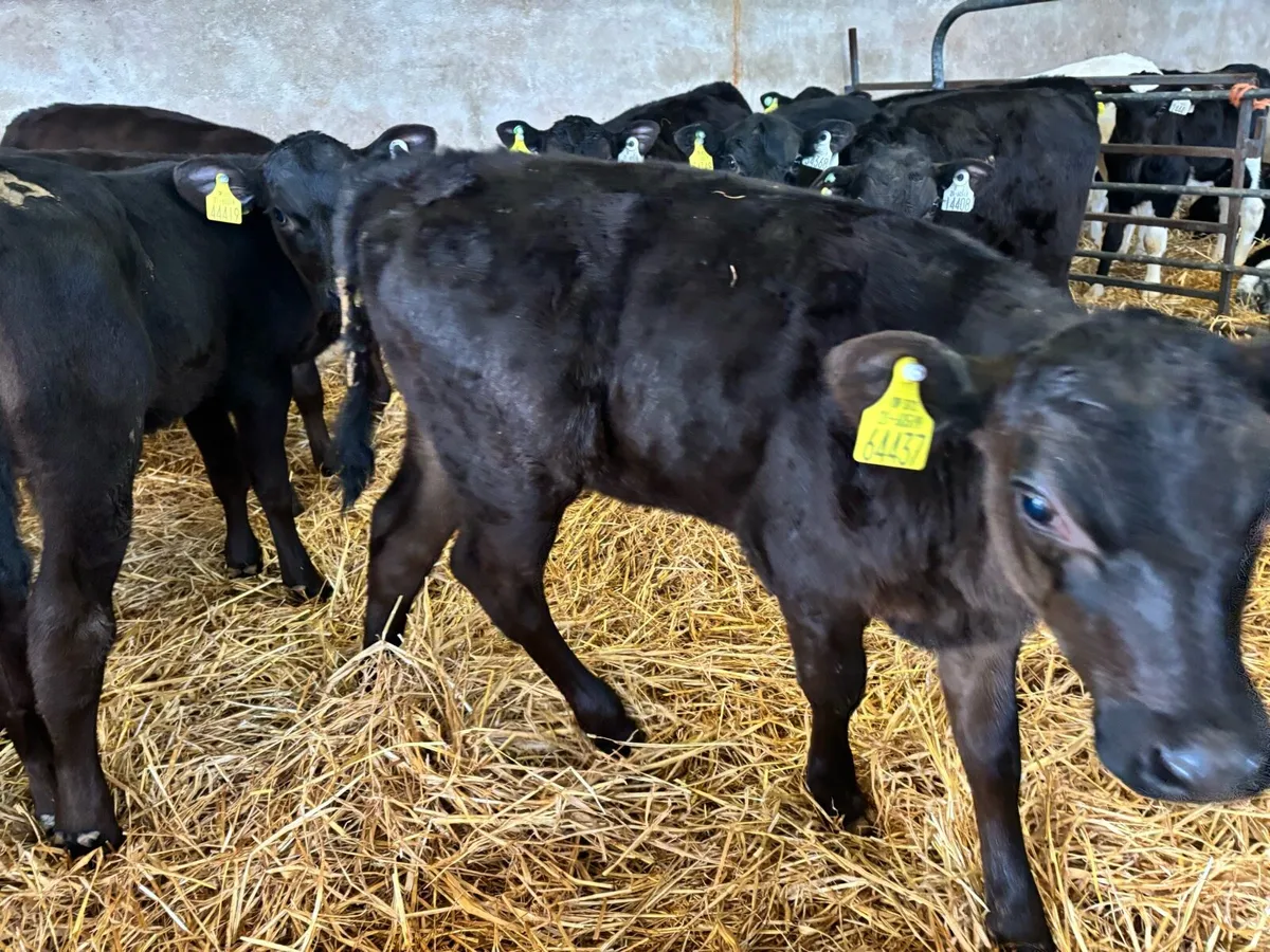 Aberdeen Angus Calves - Image 3