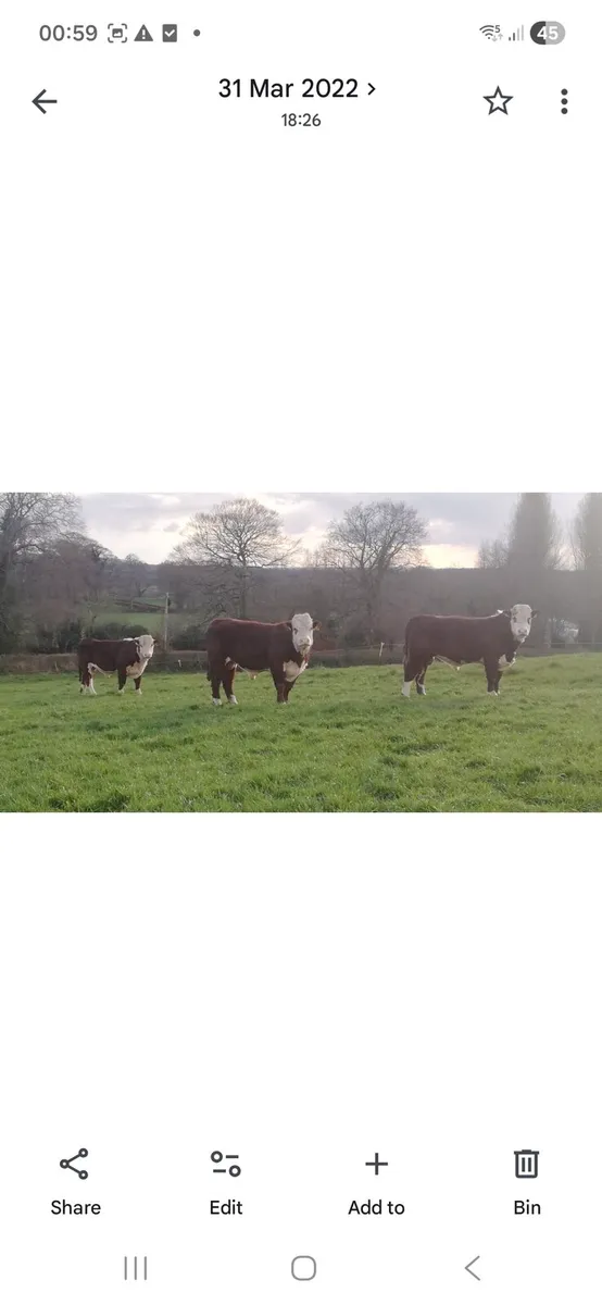 PBR Hereford Bulls - Image 3