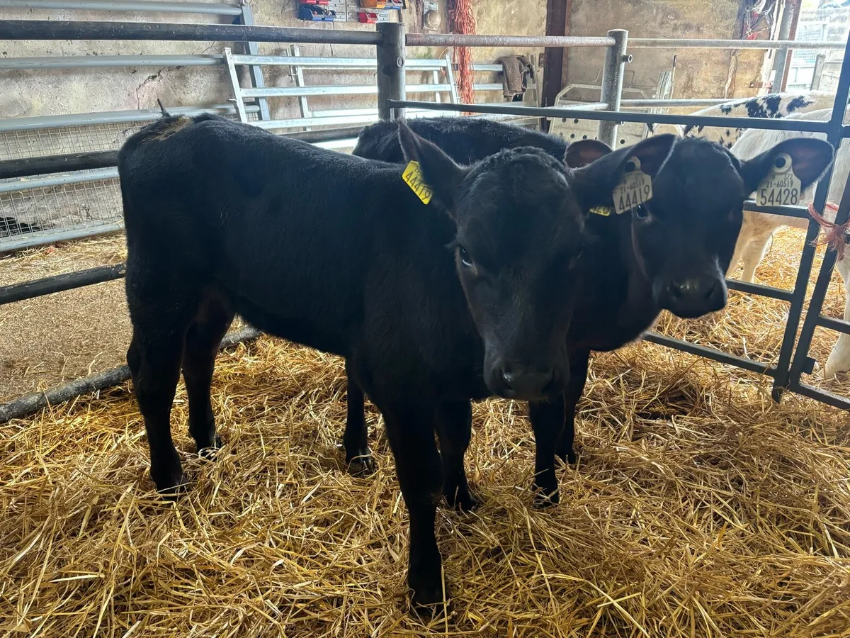 Aberdeen Angus Calves - Image 4