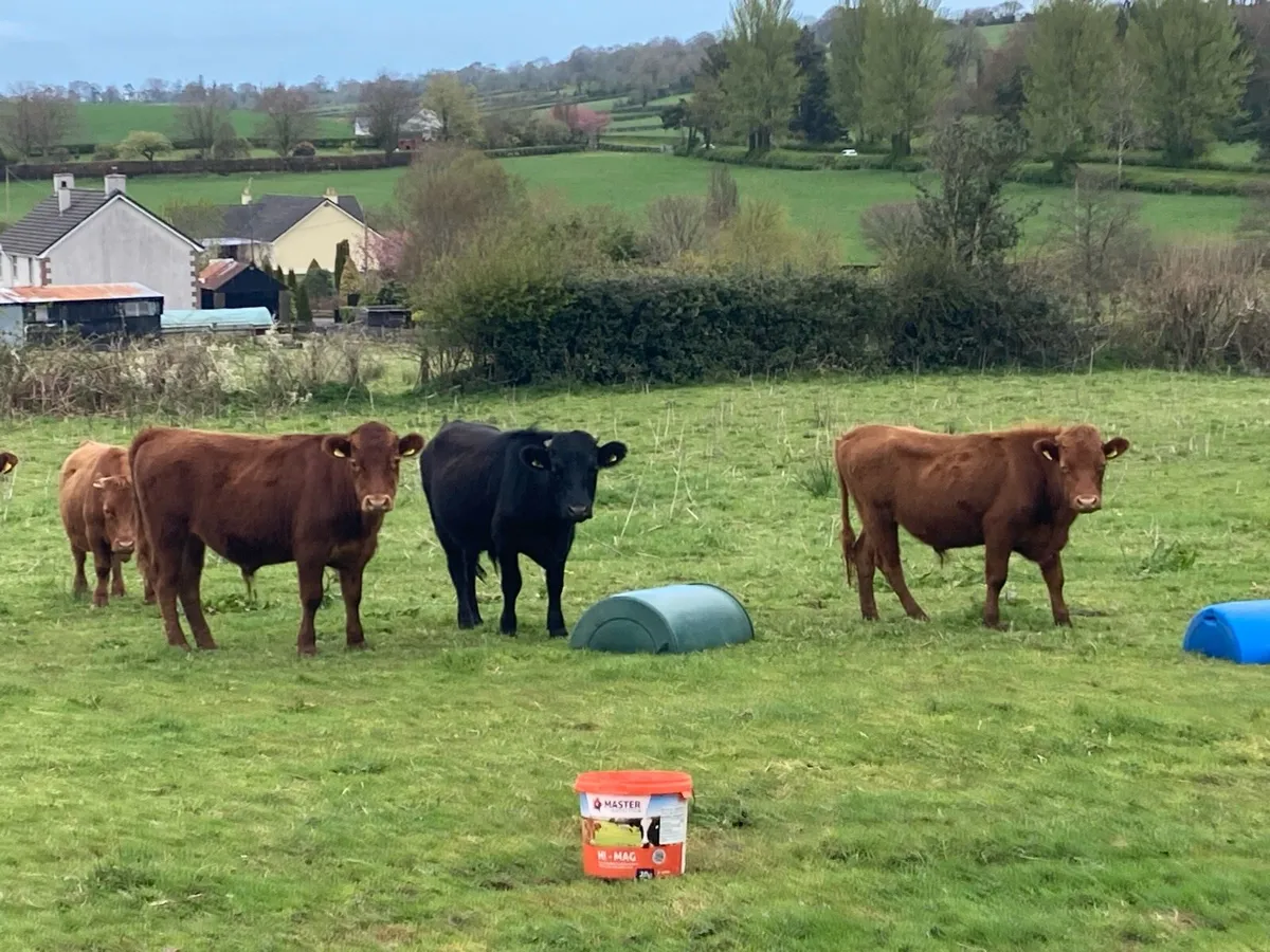 Dexter bullocks - Image 1