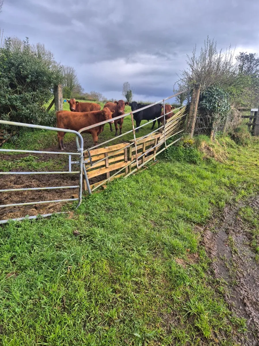 Dexter bullocks - Image 2