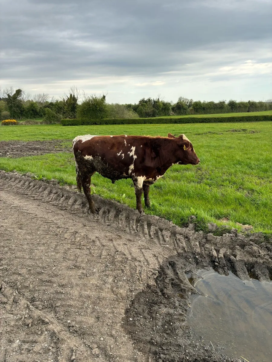 Red Friesian bull - Image 1