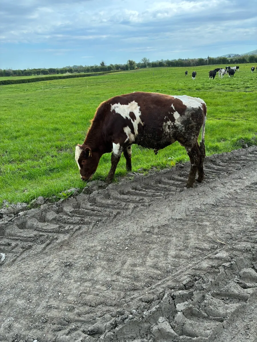 Red Friesian bull - Image 2