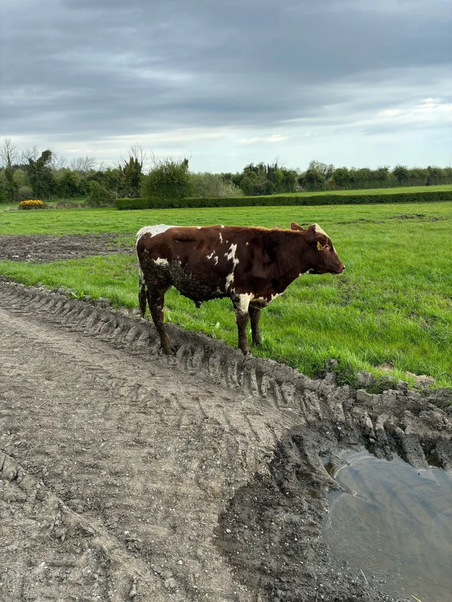 Red Friesian bull - Image 3