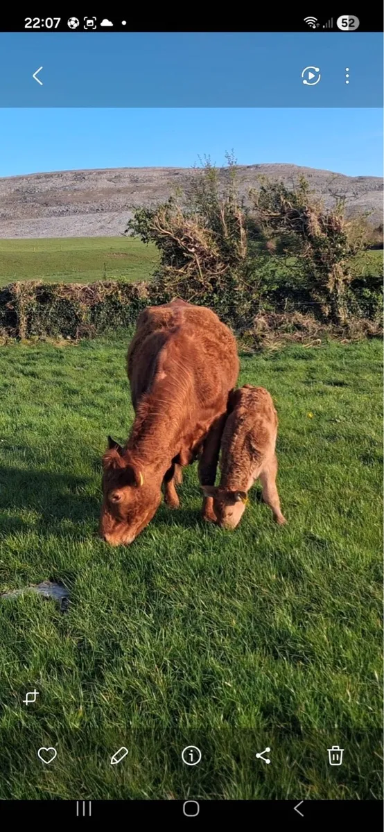 Gort Mart: 30th April - Image 2